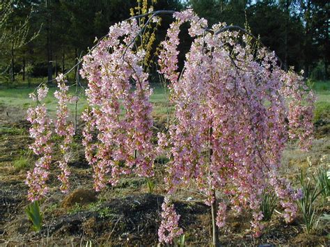 dwarf weeping flowering crabapple tree